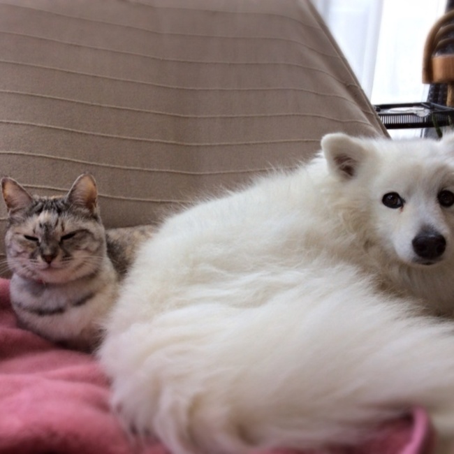 わんにゃんサポートのカバー写真