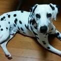 ダルメシアン♂