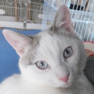 ブルーアイ＆短尾。激甘えた扶桑くん