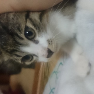 仔猫4カ月！可愛いですよ！