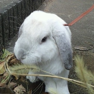 白色ロップイヤーの里親を募集