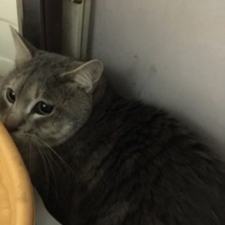 飼い主が亡くなった子達　里親さん募集！