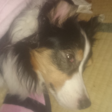 ソフィアの写真