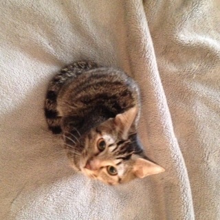 可愛いキジトラの男の子です。