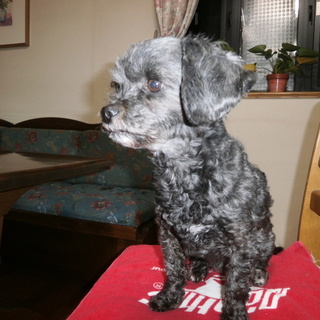 シープーミックスの大人しい女の子です。