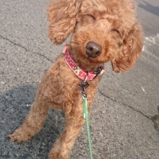 織田まきの家族になっていただけませんか？