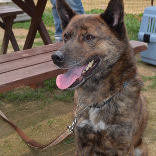 甲斐犬の男の子