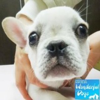 「コロナ」♂推定4ヶ月