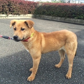 まだ臆病ですが・・家族に迎えてほしい、5ヶ月の子