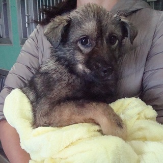 目がクリっとした可愛い3ヶ月の女の子です！！