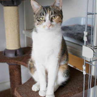 ちょっぴりお茶目なミケ「ミュシャ」ちゃん