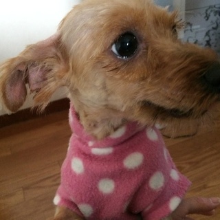 大切に飼ってくれる方お願いします。