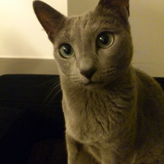 可愛がっていただける方よろしくお願いします。