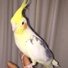 オカメインコ オス②の里親様募集 サムネイル2