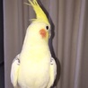 オカメインコ オス②の里親様募集 サムネイル3