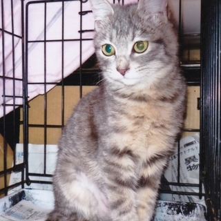 グレーのきじ猫のグレちゃんは美人さんです