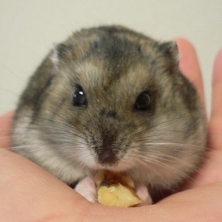 ジャンがリアンハムスターの子供が生まれました！