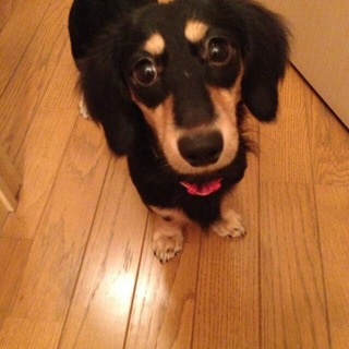 決定『タンク』ヤンチャで元気、勉強中の１歳の男の子