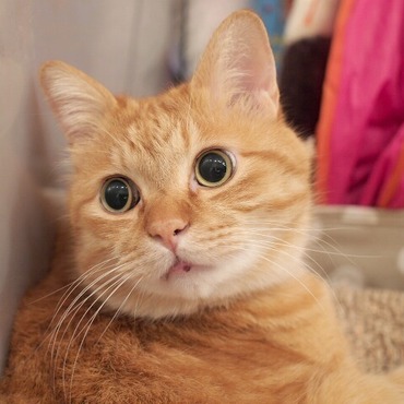 マイケル＆はっちゃんの写真