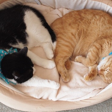 マイケル＆はっちゃんの写真