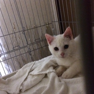 決定『チャシー』少しずつ遊ぶ事を覚えてきた男の子