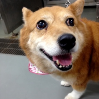 コーギーMIXちゃん、絶賛里親様募集中！