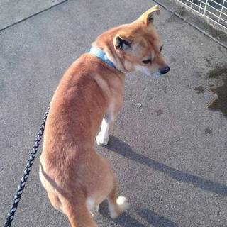 この子を家族に迎えませんか。