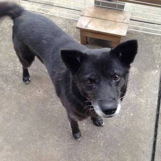 里親様決まりました。