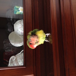 インコの白内障