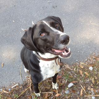 ４歳４ヶ月♂ ダルメシアンmix