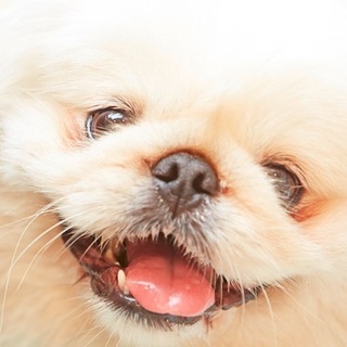 ひのいり君　ご家族募集中