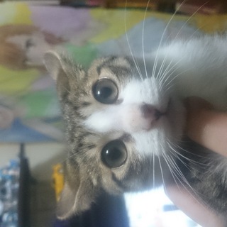 仔猫4カ月！可愛いですよ！