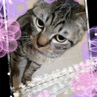 可愛い猫ちゃん♪