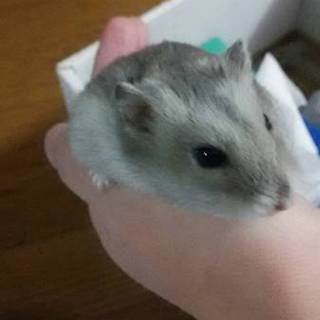 ハムスターの里親さん!!