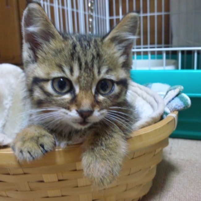 ピースにゃんこ函館のカバー写真