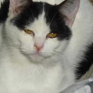 のらちゃんの産んだコ；白黒、女のコ