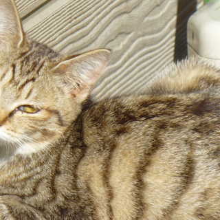 のらちゃんの産んだコ；キジ女のコ