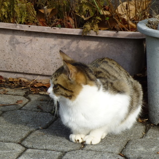 のらちゃんが産んだコ；キジ男のコ