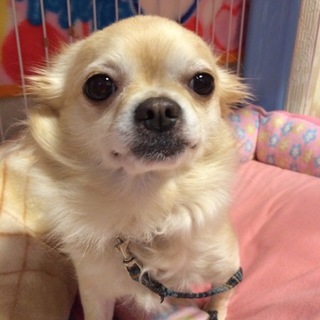 ☆年齢４歳のチワワ☆マリンちゃん