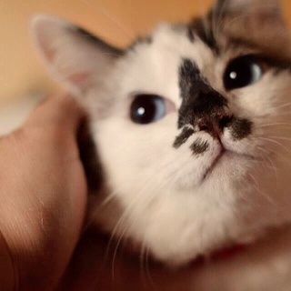 ラグ風のピアノちゃん