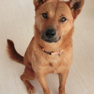 GMaCドッグ２期生「チャコ」メス2歳