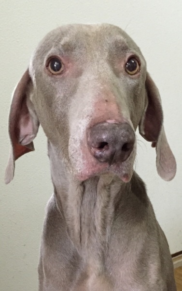 ワイマラナー 成犬 里親募集 大阪府 犬の里親募集 ペットのおうち 月間利用者150万人