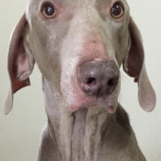 ワイマラナー  成犬 里親募集