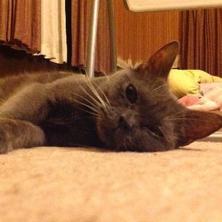 多頭飼育崩壊の猫達アメショーNo16の幸せ探し