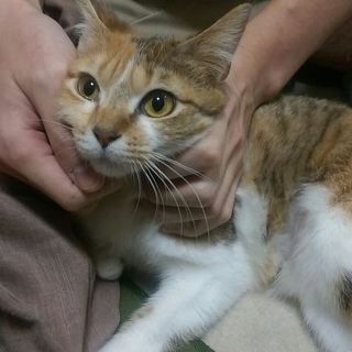 甘えん坊のキジ三毛7～8ヶ月♀