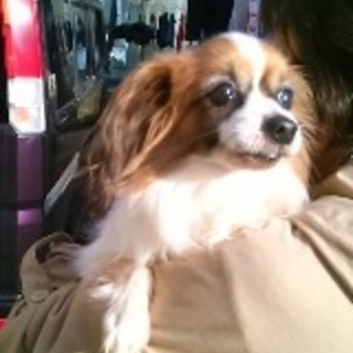 ココちゃん　　パピヨンの女の子　8歳くらい