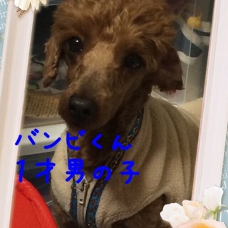 甘えん坊なトイプードル１才男の子