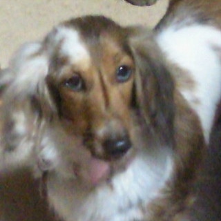 Ｍダックス　8歳　♀