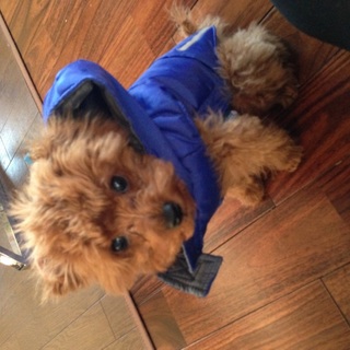 トイプードル、里親さん募集中です