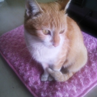 長野県佐久市から猫さんの里親募集です>